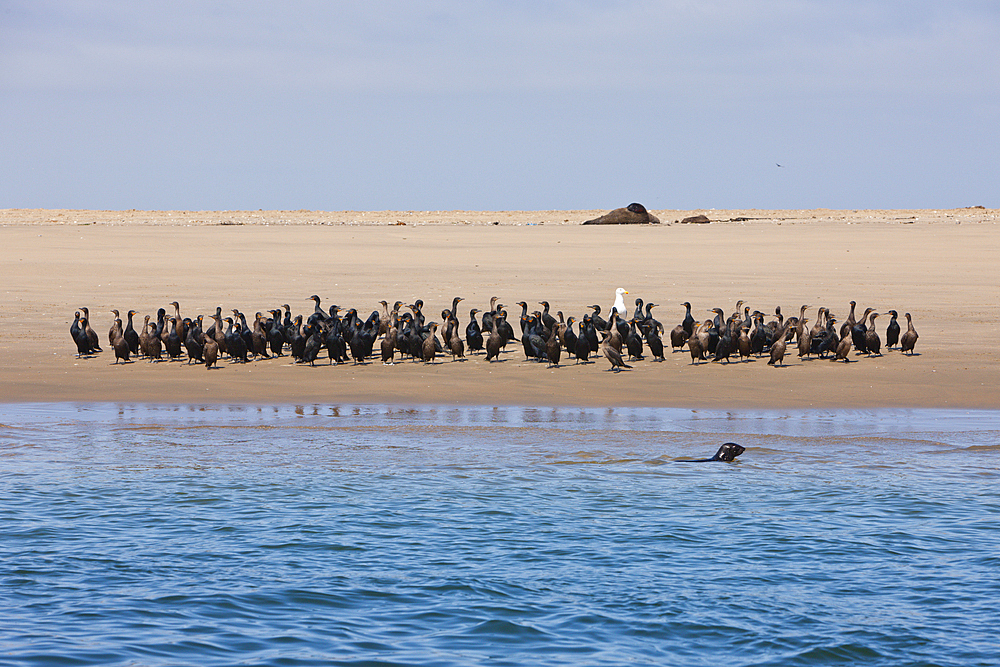 Cape Cormorant resting on Sandbank, Phalacrocorax carpensis, Walvis Bay, Namibia