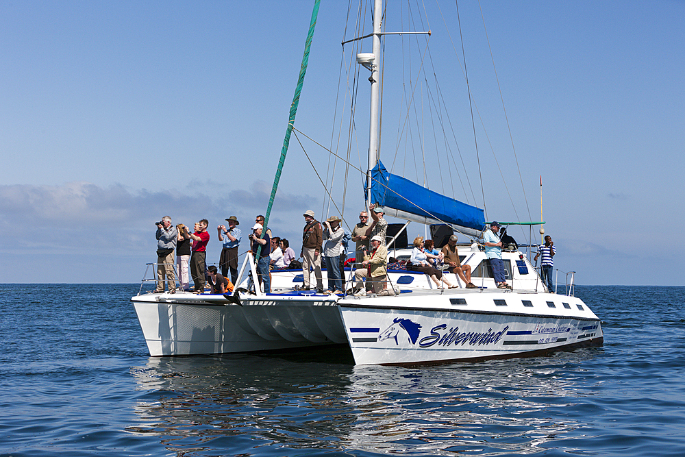 Tourists during Dolphin watching tour, Walvis Bay, Namibia