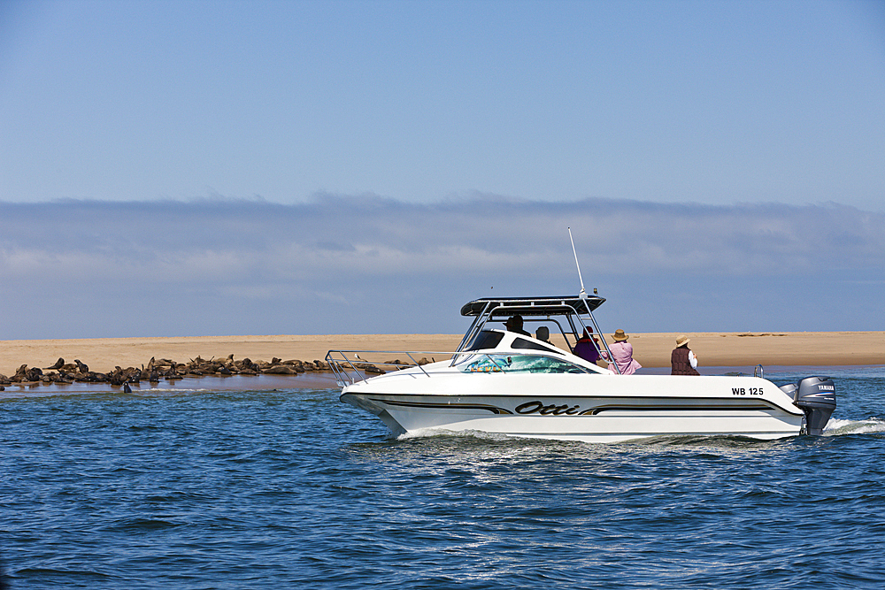 Tourists watching Cape Fur Seals, Arctocephalus pusillus, Walvis Bay, Namibia