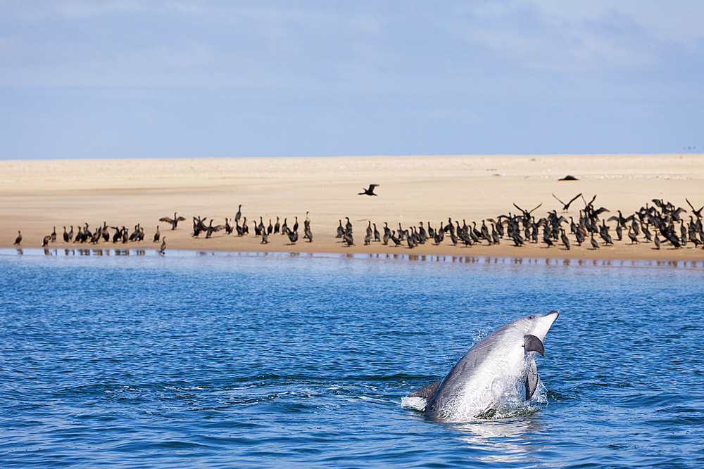 Bottlenose Dolphin, Tursiops truncatus, Walvis Bay, Namibia