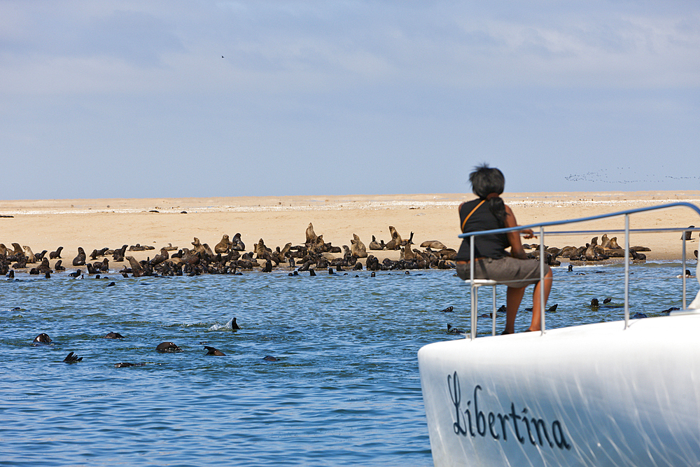 Tourists watching Cape Fur Seals, Arctocephalus pusillus, Walvis Bay, Namibia