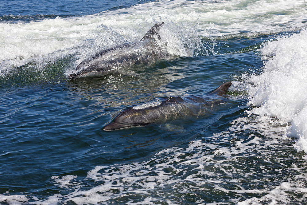 Bottlenose Dolphin, Tursiops truncatus, Walvis Bay, Namibia