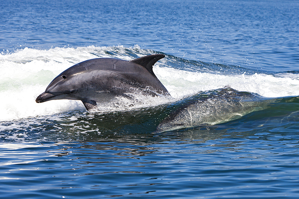 Bottlenose Dolphin, Tursiops truncatus, Walvis Bay, Namibia