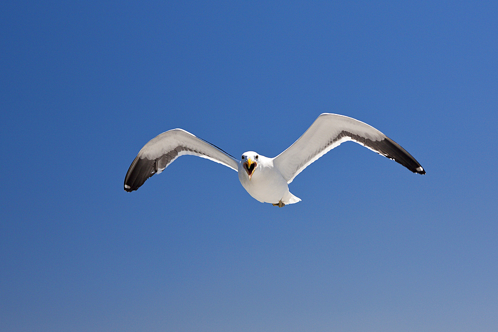 Kelp Gull in Flight, Larus dominicanus, Walvis Bay, Namibia