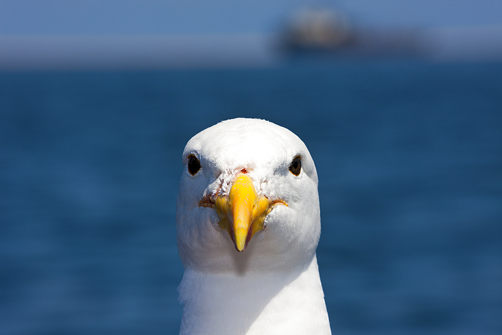 Head of Kelp Gull, Larus dominicanus, Walvis Bay, Namibia