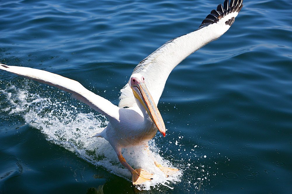 Landing of Great White Pelican, Pelecanus onocrotalus, Walvis Bay, Namibia