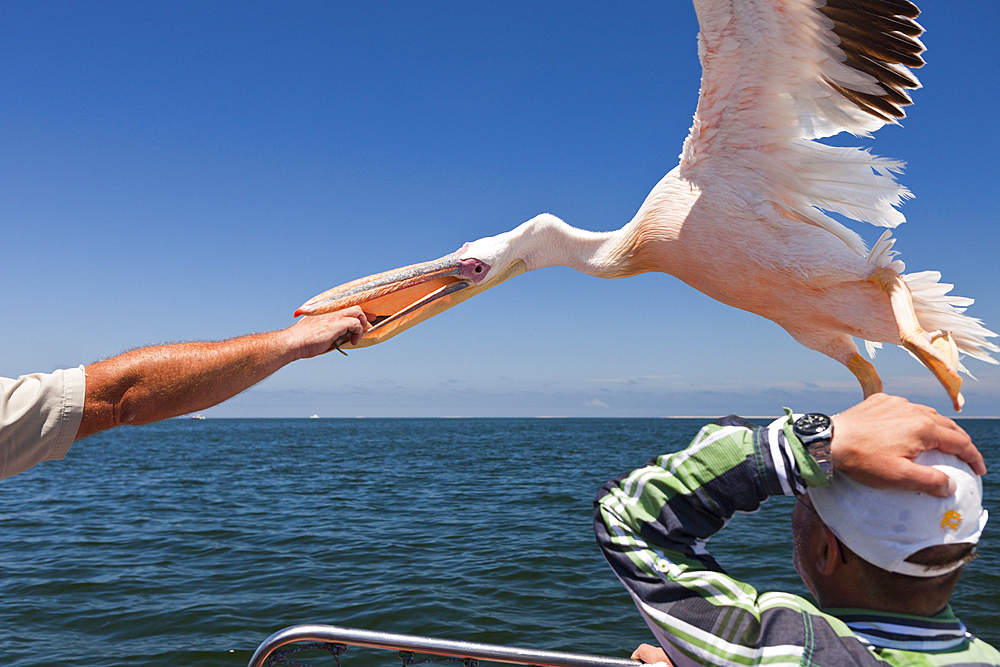 Feeding Great White Pelicans, Pelecanus onocrotalus, Walvis Bay, Namibia