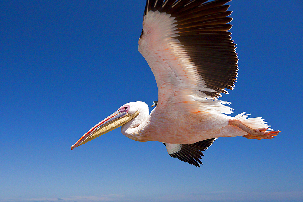 Great White Pelican in Flight, Pelecanus onocrotalus, Walvis Bay, Namibia