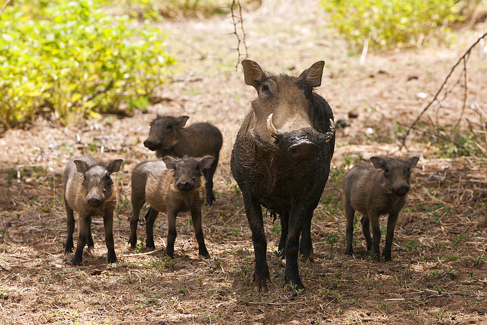 Common Warthog, Phacochoerus africanus, Namibia