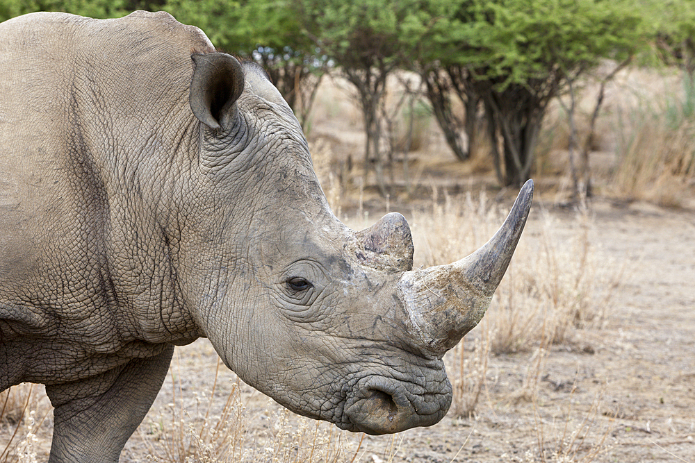 White Rhinoceros, Cerathotherium simum, Namibia