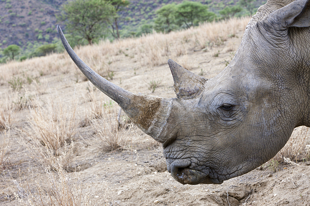 White Rhinoceros, Cerathotherium simum, Namibia