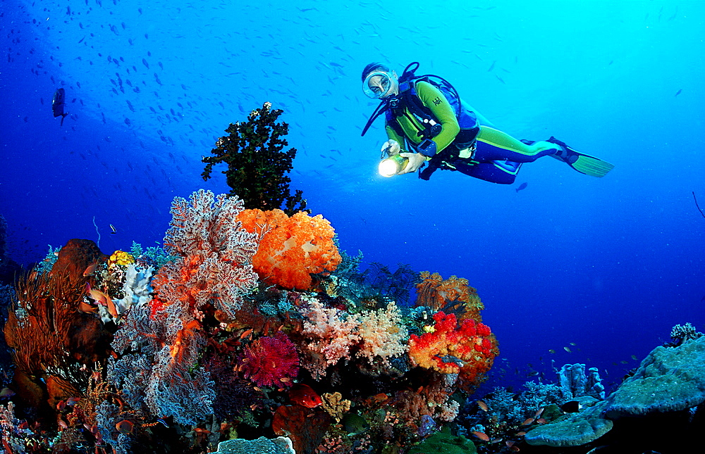 Scuba diver and coral reef, Indonesia, Indian Ocean, Komodo National Park