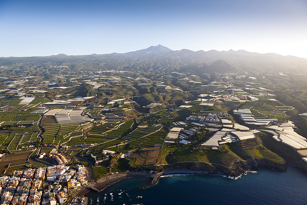 Plantations in South of Tenerife, Tenerife, Canary Islands, Spain