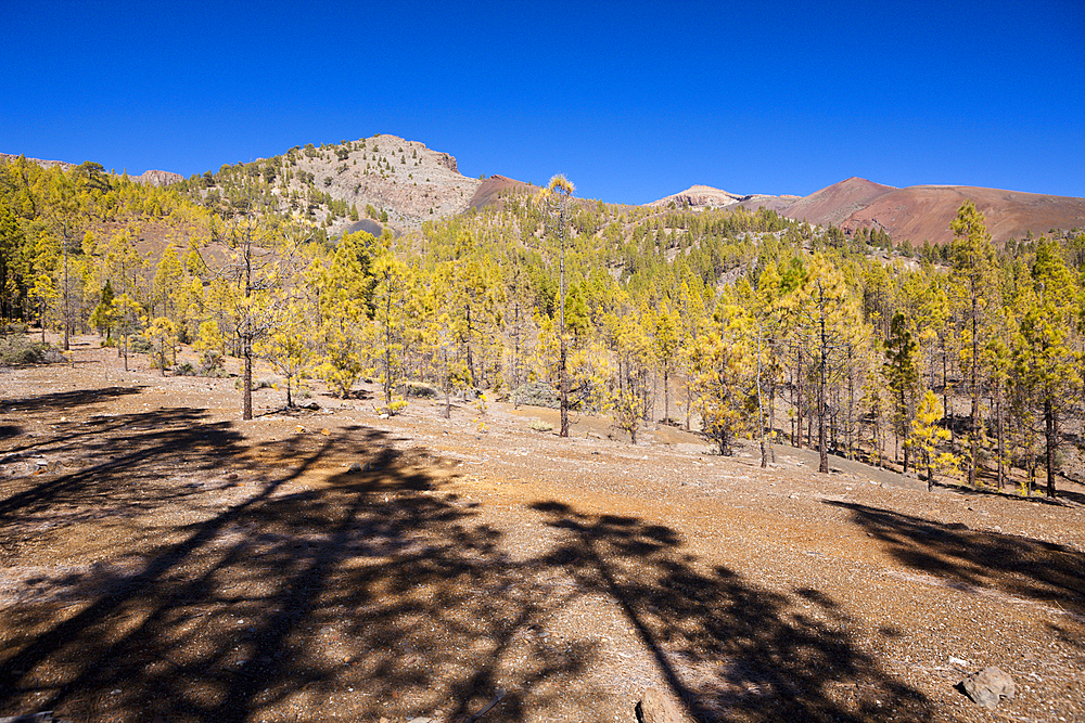 Hiking Tour to Paisaje Lunar near Vilaflor, Tenerife, Canary Islands, Spain