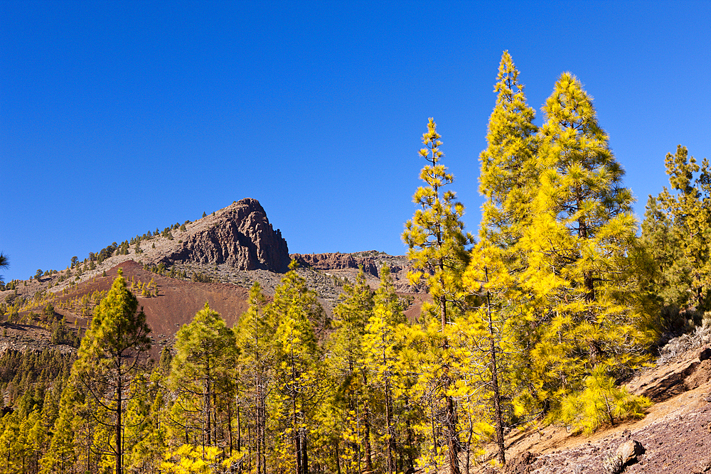 Hiking Tour to Paisaje Lunar near Vilaflor, Tenerife, Canary Islands, Spain