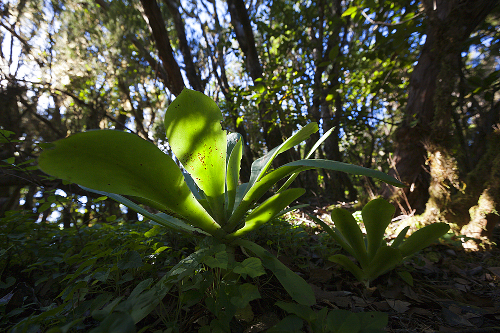 Laurel Cloud Forest in Anaga Mountains, Tenerife, Canary Islands, Spain