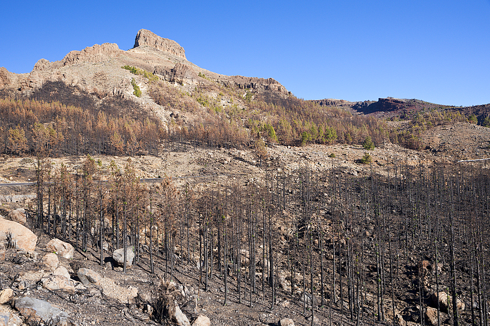 Black Canary Pines after Forest Fire in Teide National Park Area, Tenerife, Canary Islands, Spain