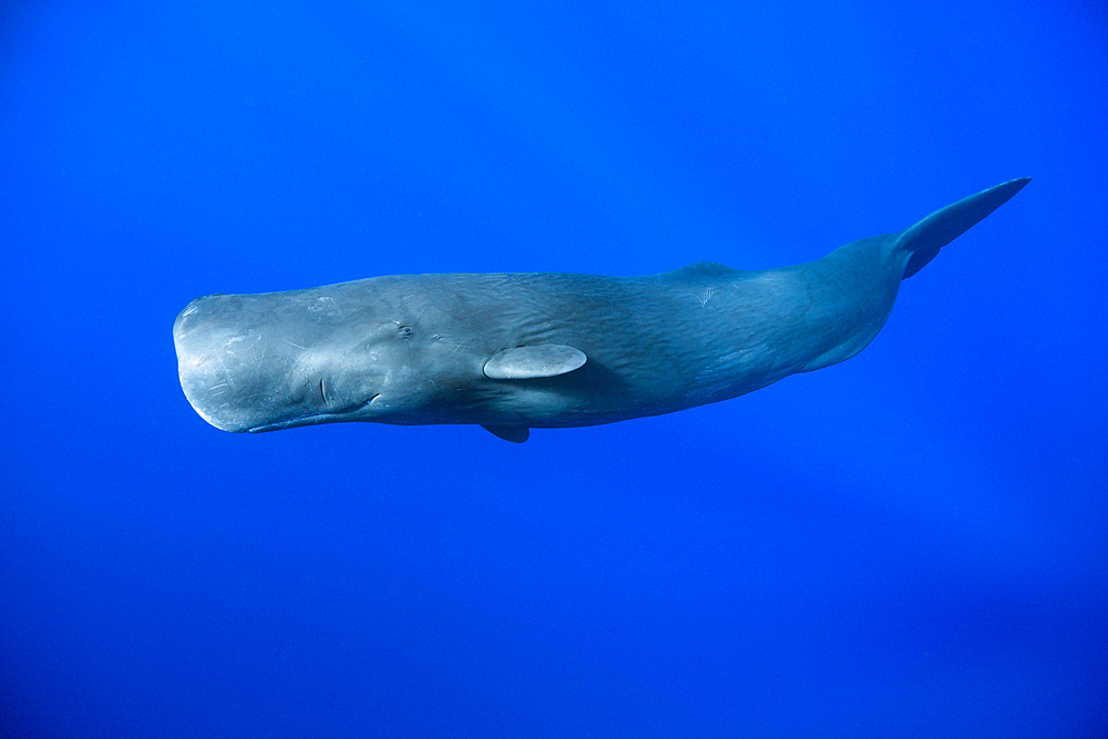 Sperm Whale, Physeter macrocephalus, Tenerife, Canary Islands, Spain