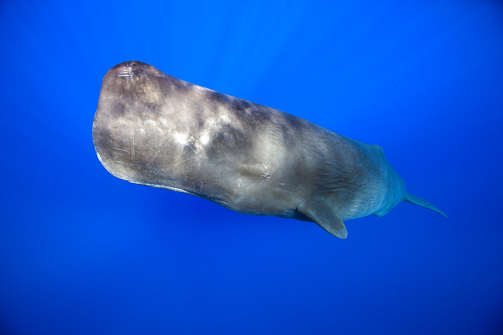 Sperm Whale, Physeter macrocephalus, Tenerife, Canary Islands, Spain