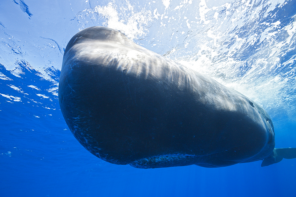 Sperm Whale, Physeter macrocephalus, Tenerife, Canary Islands, Spain