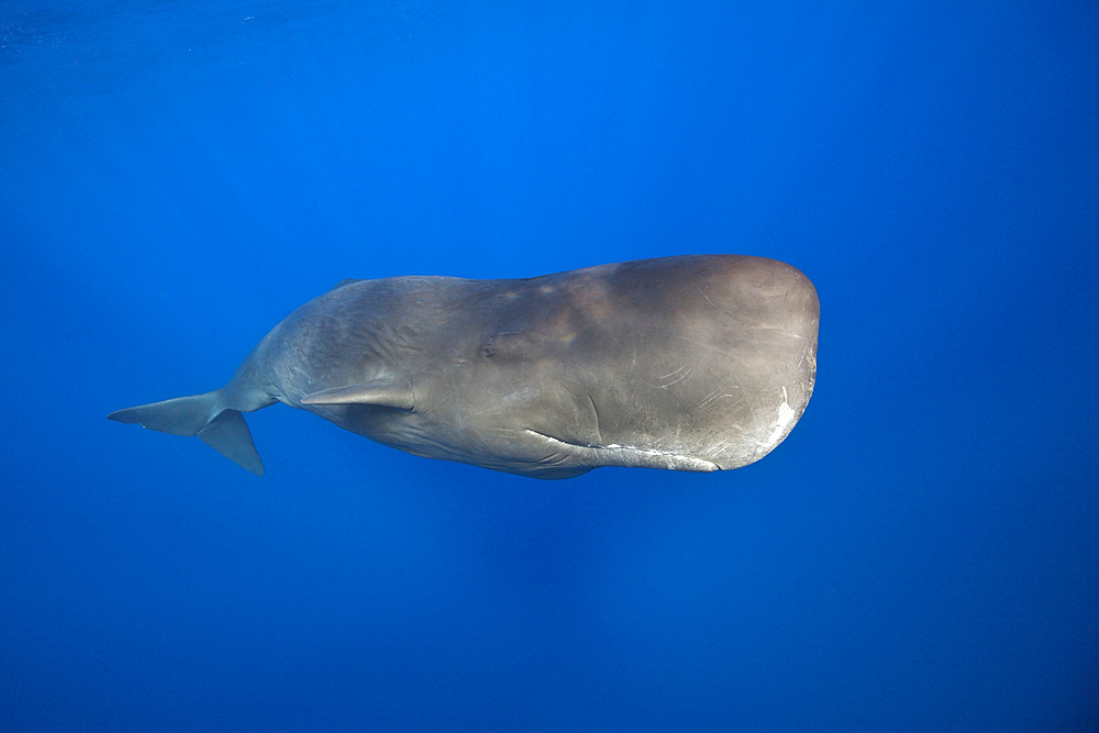 Sperm Whale, Physeter macrocephalus, Tenerife, Canary Islands, Spain