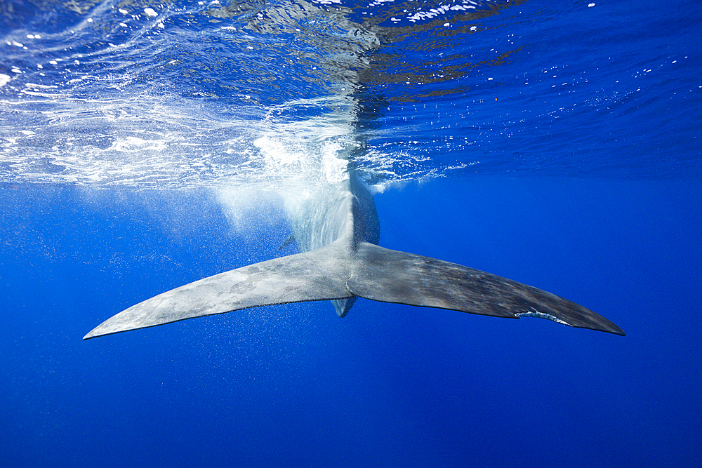 Sperm Whale, Physeter macrocephalus, Tenerife, Canary Islands, Spain