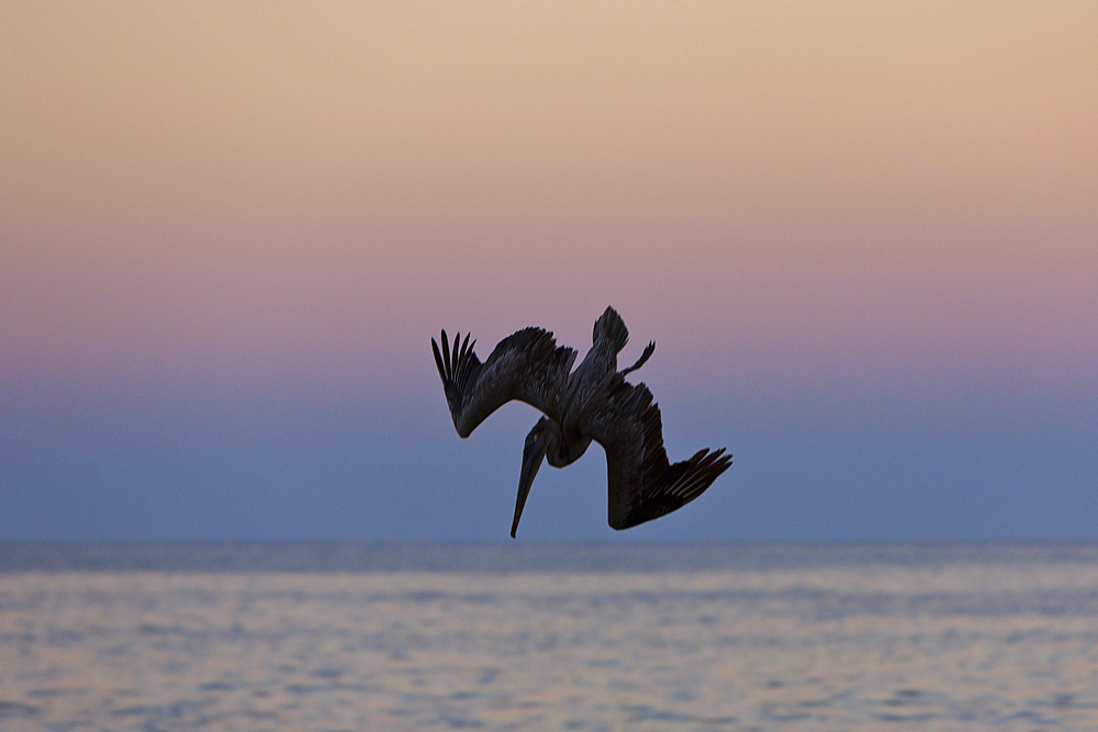 Pelicano hunting at Sunset, Pelicanus occidentalis, Cabo San Lucas, Baja California Sur, Mexico