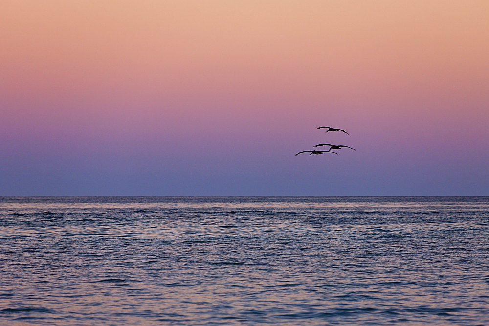 Pelicano hunting at Sunset, Pelicanus occidentalis, Cabo San Lucas, Baja California Sur, Mexico