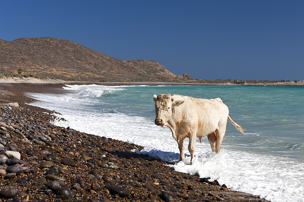 Cattle at Beach of Cabo Pulmo, Bos primigenius, Cabo Pulmo National Park, Baja California Sur, Mexico