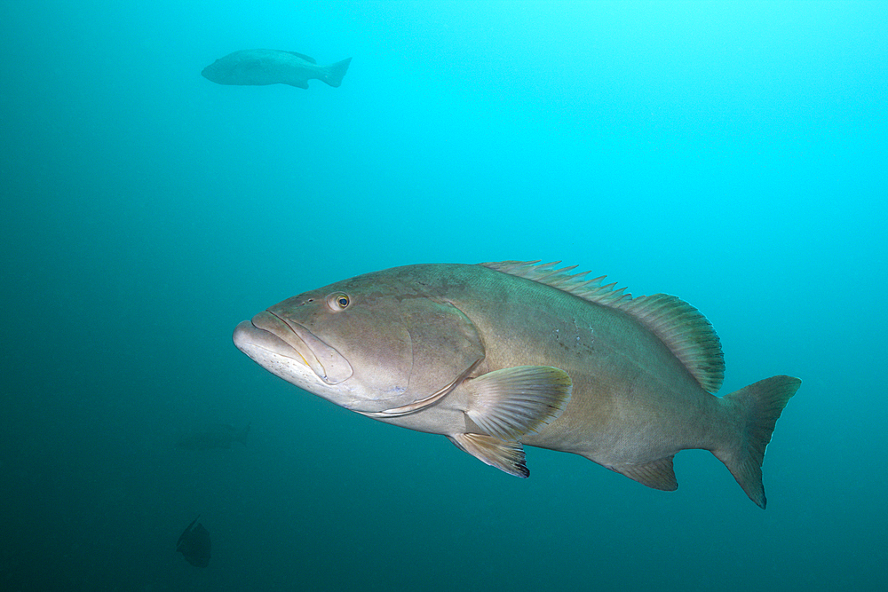 Pacific Goliath Grouper, Epinephelus quinquefasciatus, Mexico