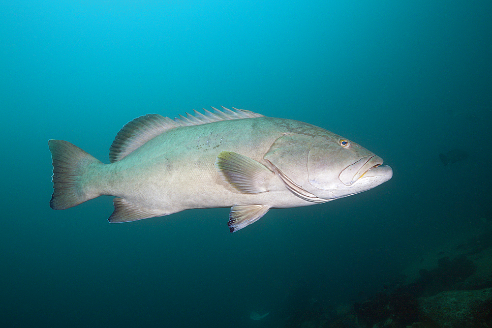 Pacific Goliath Grouper, Epinephelus quinquefasciatus, Mexico