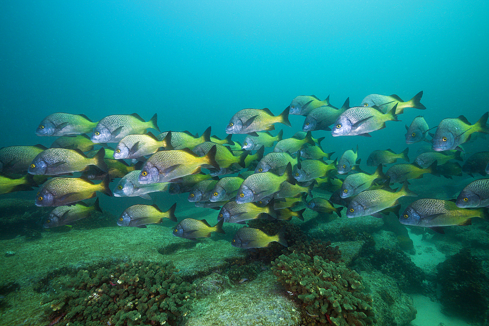 Shoal of Burrito Grunt, Anisotremus interruptus, Cabo Pulmo Marine National Park, Baja California Sur, Mexico