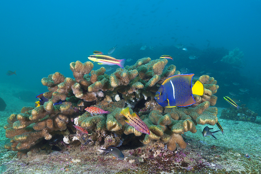 Various Coral Fish, Holocanthus passer, Cabo Pulmo Marine National Park, Baja California Sur, Mexico