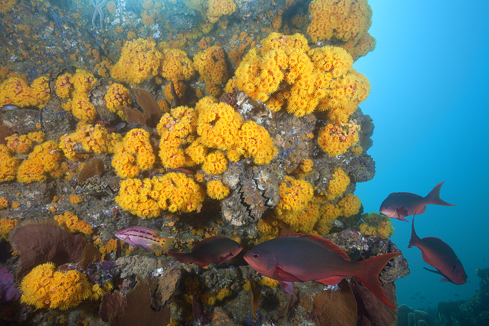 Shoal of Pacific Creolefish, Paranthias colonus, Cabo Pulmo Marine National Park, Baja California Sur, Mexico