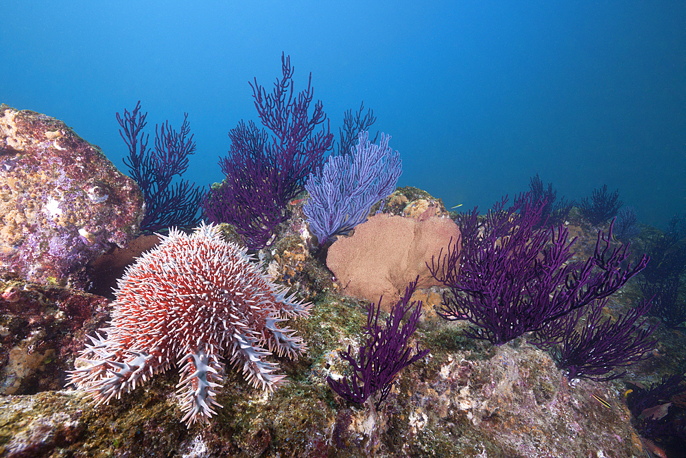 Crown-of-Thorns Starfish on Coral Reef, Acanthaster planci, Cabo Pulmo Marine National Park, Baja California Sur, Mexico