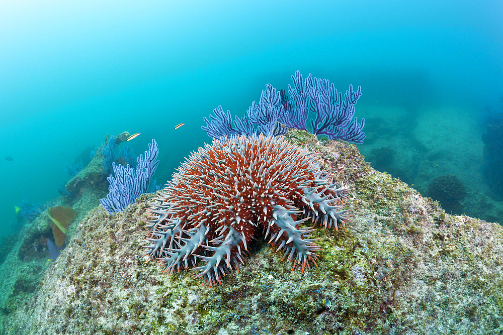 Crown-of-Thorns Starfish on Coral Reef, Acanthaster planci, Cabo Pulmo Marine National Park, Baja California Sur, Mexico