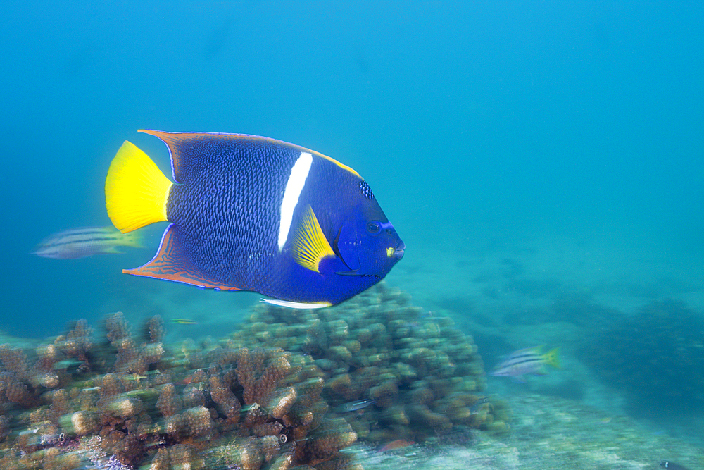 King Angelfish, Holocanthus passer, Cabo Pulmo Marine National Park, Baja California Sur, Mexico