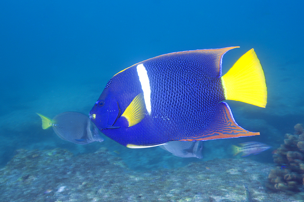 King Angelfish, Holocanthus passer, Cabo San Lucas, Baja California Sur, Mexico