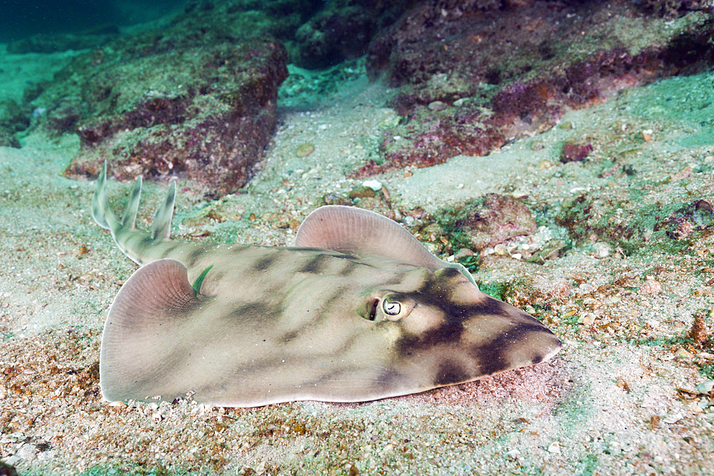 Banded Guitarfish, Zapteryx exasperata, Cabo Pulmo Marine National Park, Baja California Sur, Mexico