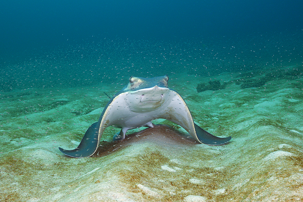 Bat Ray, Myliobatis californica, Cabo Pulmo Marine National Park, Baja California Sur, Mexico