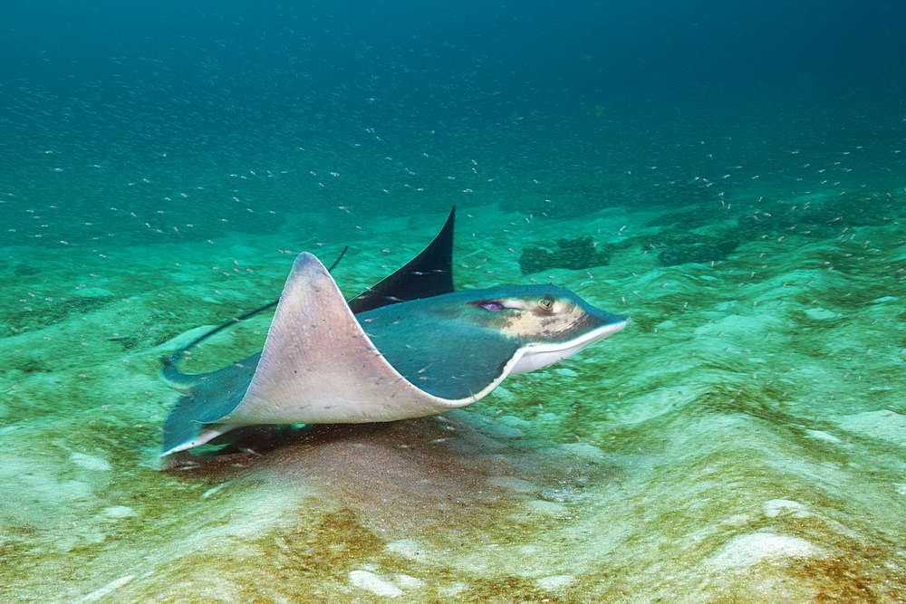 Bat Ray, Myliobatis californica, Cabo Pulmo Marine National Park, Baja California Sur, Mexico