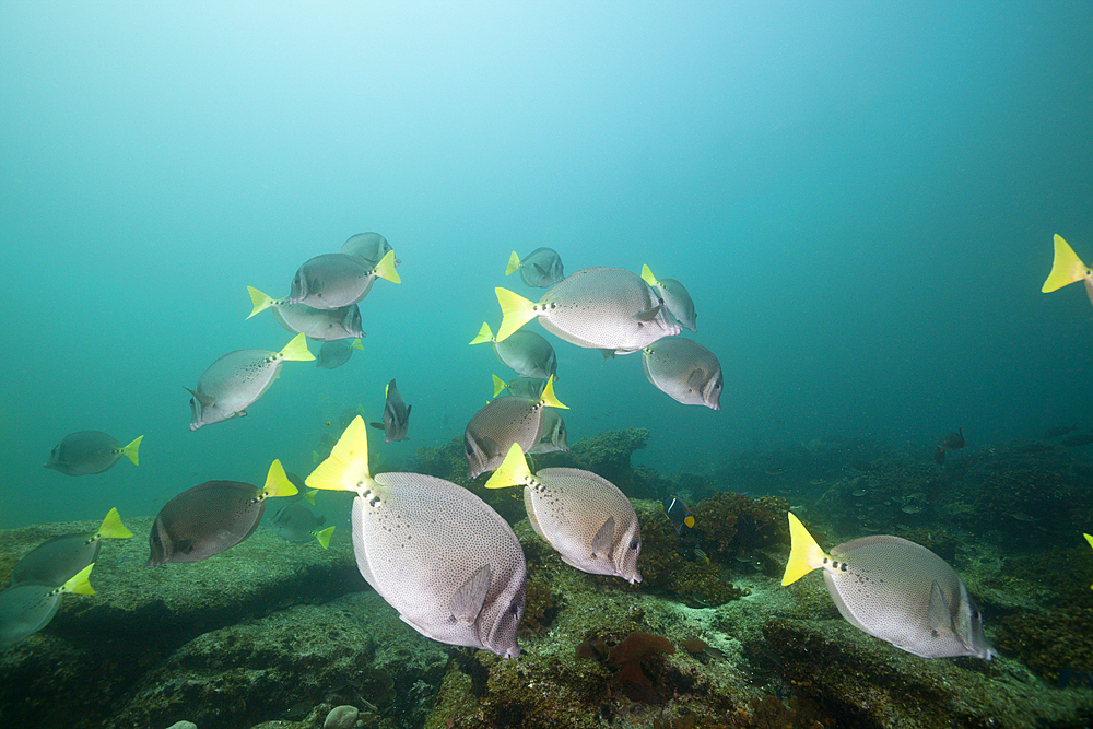 Shoal of Yellowtail Surgeonfish, Prionurus punctatus, Cabo Pulmo Marine National Park, Baja California Sur, Mexico