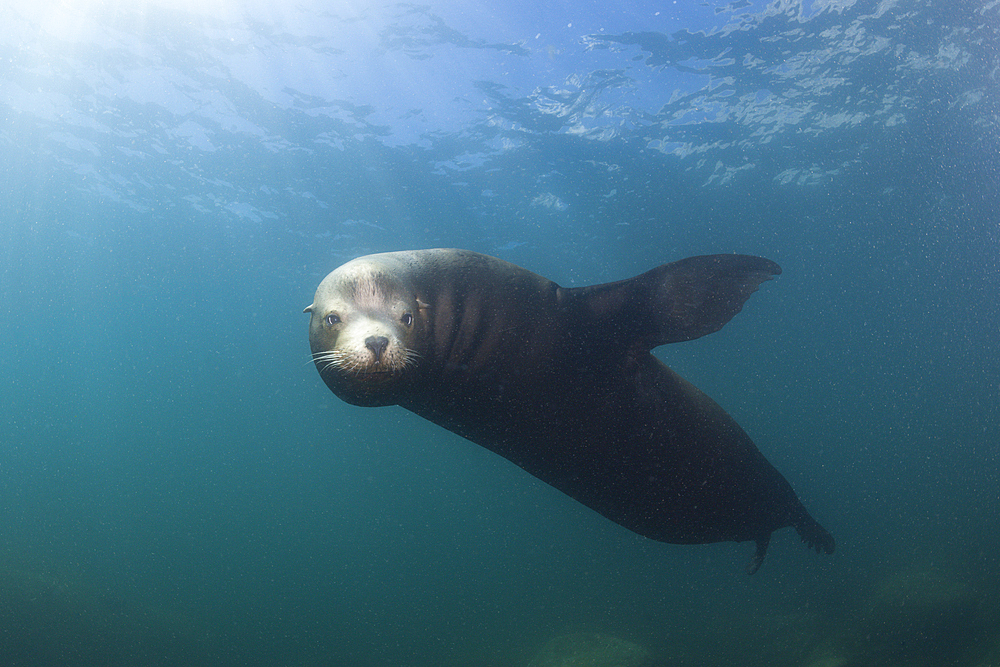 Californian Sea Lion, Zalophus californianus, Cabo Pulmo Marine National Park, Baja California Sur, Mexico