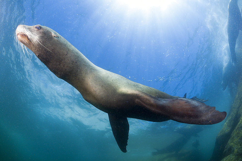 Californian Sea Lion, Zalophus californianus, Cabo Pulmo Marine National Park, Baja California Sur, Mexico