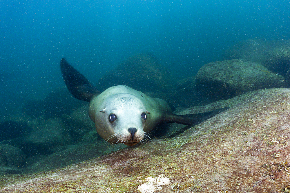 Californian Sea Lion, Zalophus californianus, Cabo Pulmo Marine National Park, Baja California Sur, Mexico