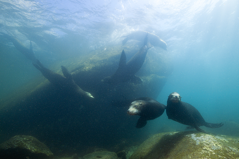 Californian Sea Lion, Zalophus californianus, Cabo Pulmo Marine National Park, Baja California Sur, Mexico