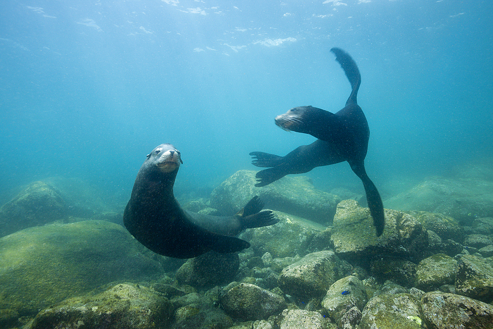 Californian Sea Lion, Zalophus californianus, Cabo Pulmo Marine National Park, Baja California Sur, Mexico