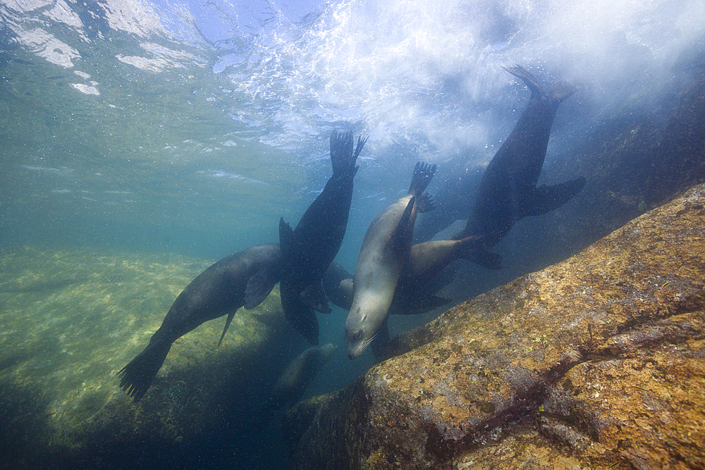 Californian Sea Lion, Zalophus californianus, Cabo Pulmo Marine National Park, Baja California Sur, Mexico