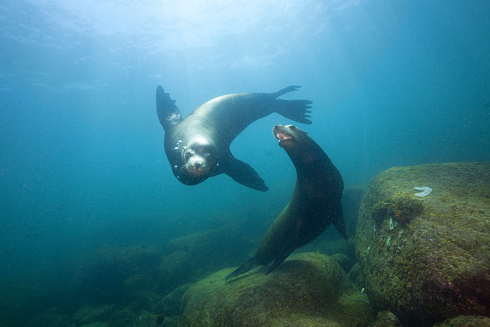 Californian Sea Lion, Zalophus californianus, Cabo Pulmo Marine National Park, Baja California Sur, Mexico