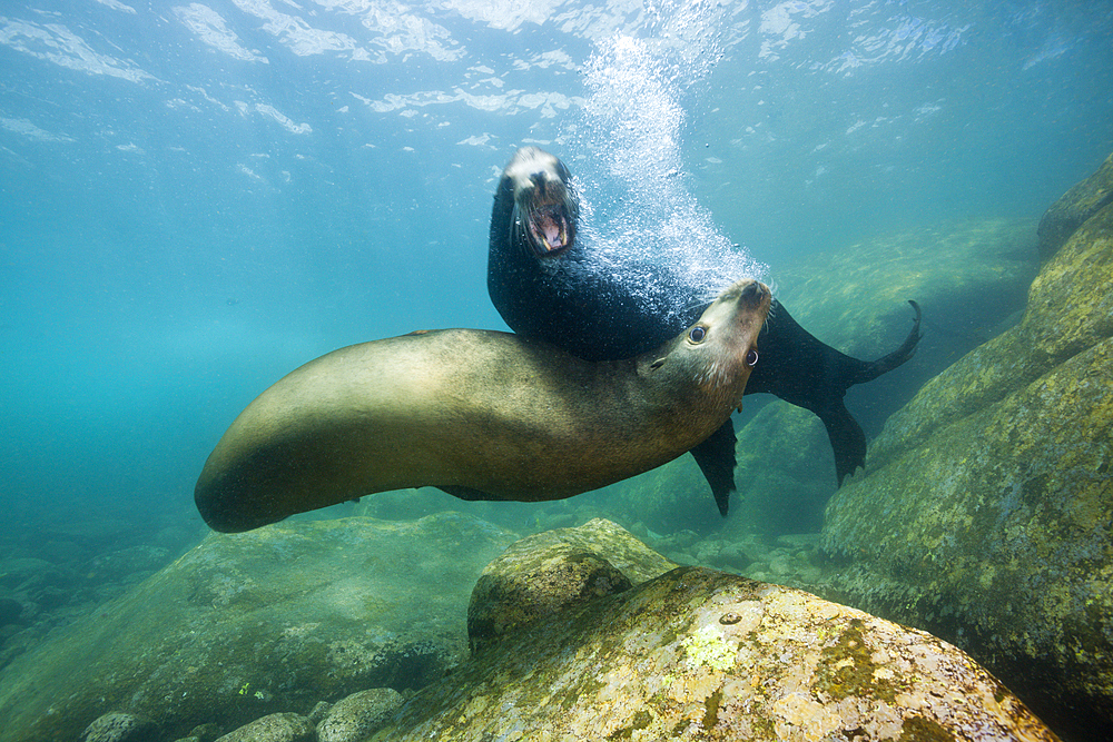 Californian Sea Lion, Zalophus californianus, Cabo Pulmo Marine National Park, Baja California Sur, Mexico